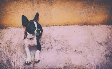 Köpek. Boston korkunç