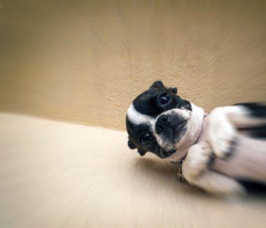 Boston terrier köpek yavrusu