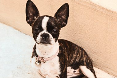 Boston terrier köpek yavrusu