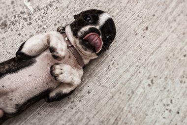Boston terrier köpek yavrusu