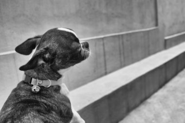 Boston terrier köpek yavrusu