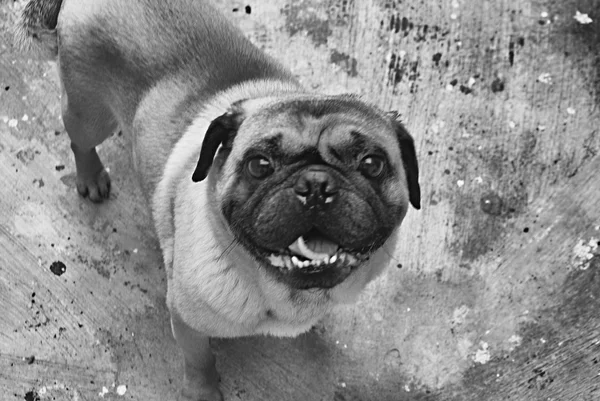 Cão Pug feliz — Fotografia de Stock