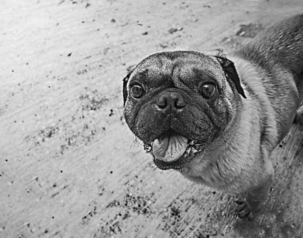 Cão Pug feliz — Fotografia de Stock