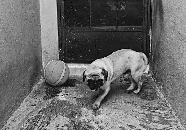 Cão pug — Fotografia de Stock