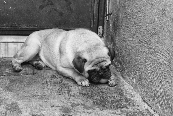 Cão de pug em um soalho concreto — Fotografia de Stock