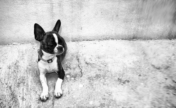Hond. Boston Terriër — Stockfoto