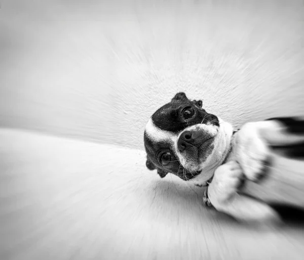 Boston terrier cachorro cão — Fotografia de Stock