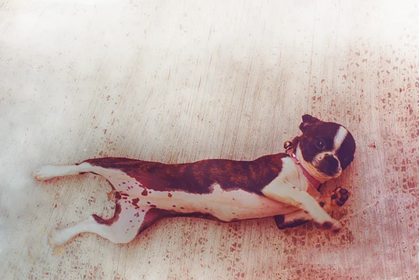 Boston terrier kiskutya kutya — Stock Fotó