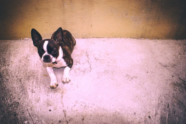 Anjing anjing Boston terrier — Stok Foto