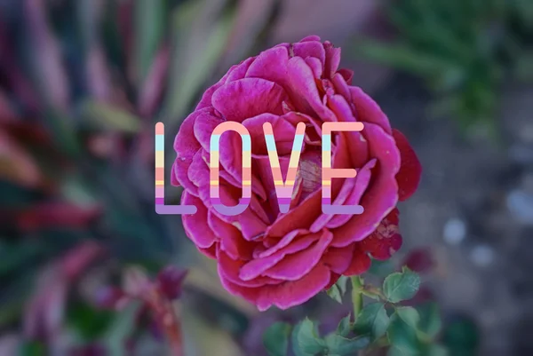 Liefde bloem kaart — Stockfoto