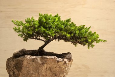 Bonsai tree clipart