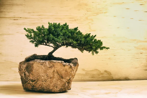 Drzewo Bonsai — Zdjęcie stockowe