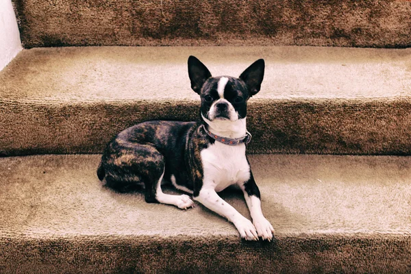 Boston Terrier cão — Fotografia de Stock
