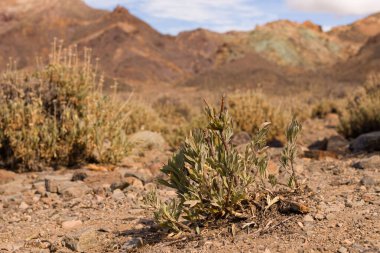 Tenerife adasında küçük çöl bitkileri