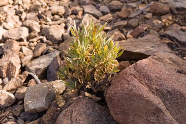 Tenerife adasında küçük çöl bitkileri