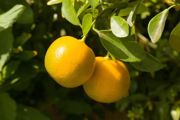 Zblízka Rostoucí Pomeranče Pomerančích — Stock fotografie