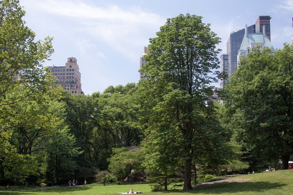 Central Park in New York at a summer day