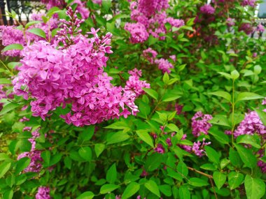 Baharda yeşil yapraklı parlak leylak