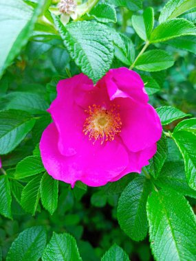 Yeşil yapraklı parlak pembe gül çiçeği