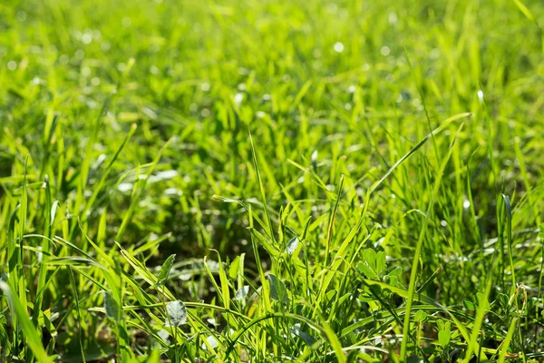 taze yaz yeşil çim arka plan; seçici odak