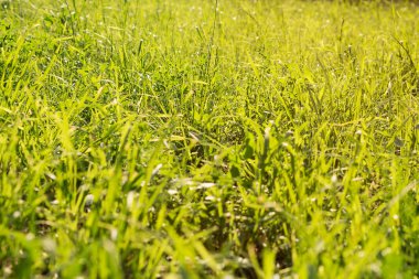 taze yaz yeşil çim arka plan; seçici odak