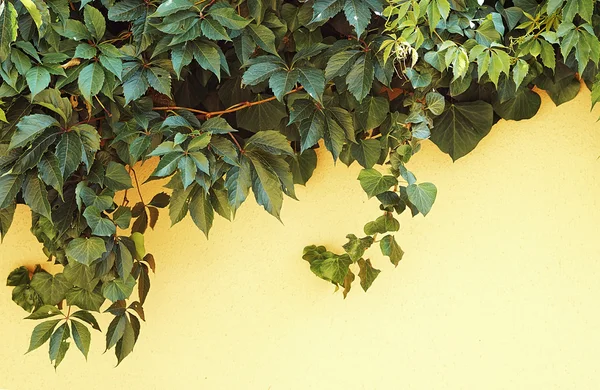 Sürünen üzüm asma ve bir duvara Kanada Ivy