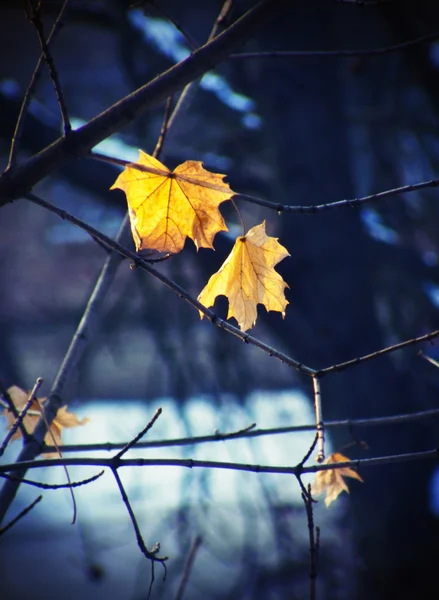 Bladen på vintern — Stockfoto