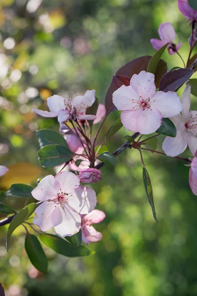 Çin çiçekli crabapple