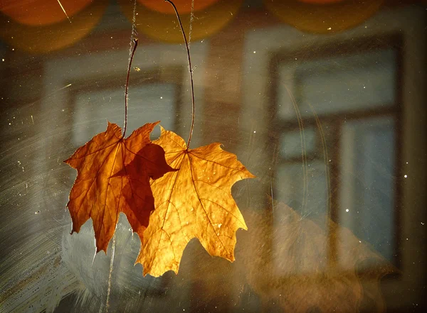 Jesienna ozdoba — Zdjęcie stockowe