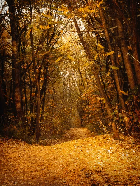 sonbahar mistik orman