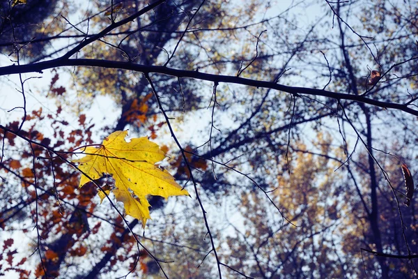 sararmış akçaağaç yaprağı