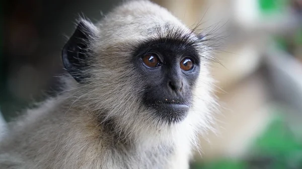 Langoor Langur Monkey India Primer Plano Cara Gray Langur También — Foto de Stock