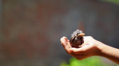 insan elinin avuç minik serçe