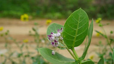 Calotropis Gigantia, Yeşil Yapraklı Madam Bitkisi. Bulanık Arkaplanda Çiçekli Aak Bitkisi. Kalotropis Çiçeği.