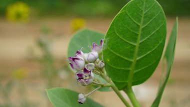 Calotropis Gigantia, Yeşil Yapraklı Madam Bitkisi. Bulanık Arkaplanda Çiçekli Aak Bitkisi. Kalotropis Çiçeği.