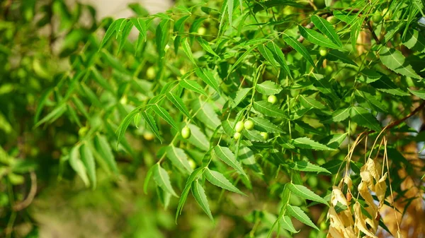 Azadirachta Indica Větev Neemových Listů Přírodní Medicína — Stock fotografie