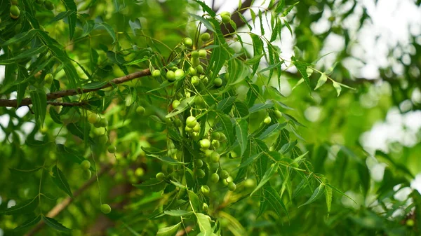 Azadirachta Indica 刺槐的枝叶 自然医学 — 图库照片