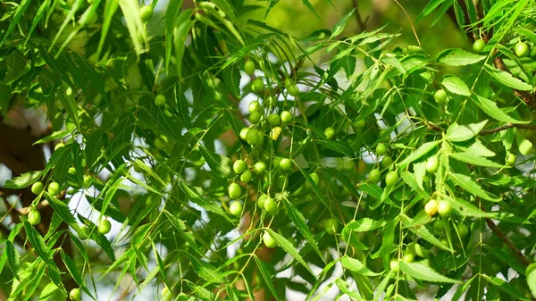 Azadirachta Indica 刺槐的枝叶 自然医学 — 图库照片