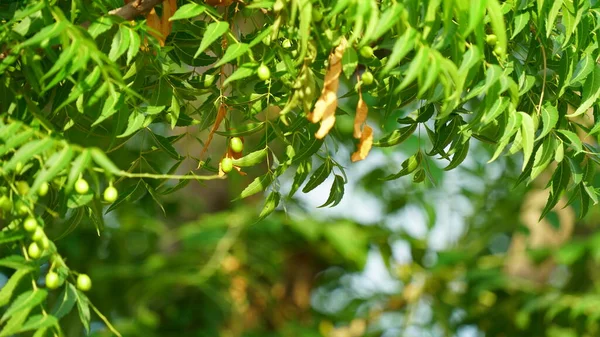 Azadirachta Indica Ветвь Листьев Неонового Дерева Естественная Медицина — стоковое фото