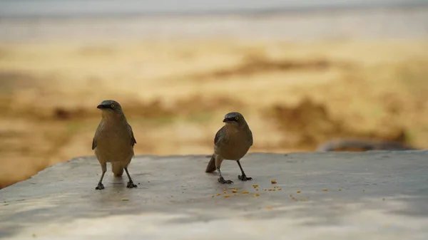 Selva Balbuceador Aves Comer Arroz Alimentación — Foto de Stock