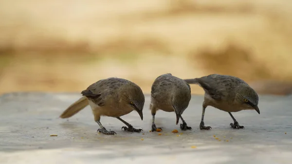 Jungle Babbelaars Eten Rijstvoer — Stockfoto