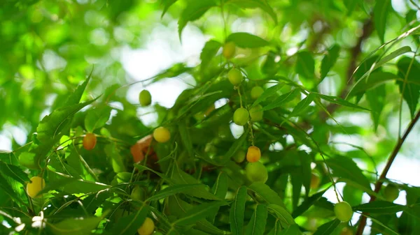 Azadirachta Indica Ramo Folhas Árvore Neem Medicina Natural — Fotografia de Stock