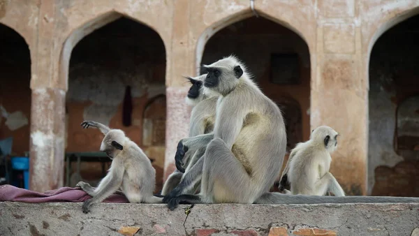 Los Langures Grises También Llamados Langures Hanuman Monos Hanuman Son — Foto de Stock