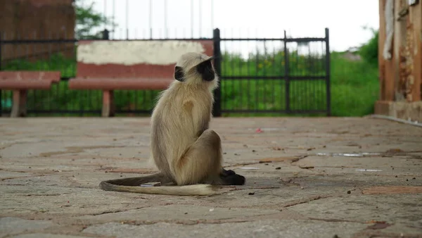 Gray Langurs 하누만 원숭이 Hanuman Langurs 하누만 원숭이 Hanuman Monkey — 스톡 사진