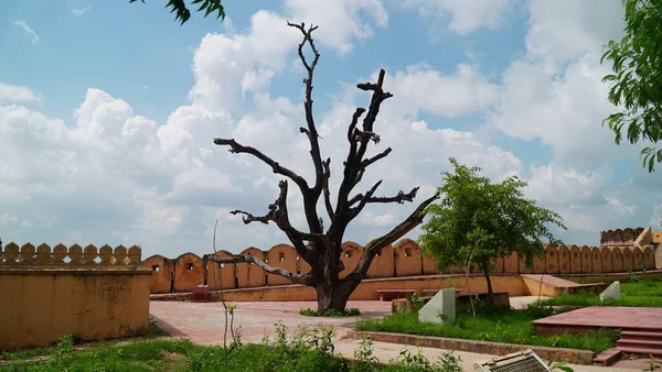 Vista Del Árbol Solitario Patio Trasero Del Fuerte Nahargarh India —  Fotos de Stock