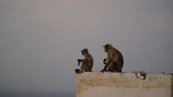 Vista Dos Monos Sentados Roca —  Fotos de Stock