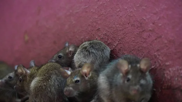 Siyah fare (Rattus rattus), ayrıca gemi faresi, çatı faresi veya ev faresi olarak da bilinir..