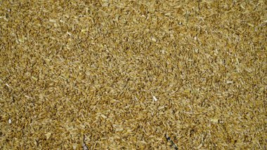 Arpa, buğday, mısır fasulyesi. Yakın plan malt tozu. Arka planda arpa var. Buğday tanelerinin fotoğrafı. Gıda ve tarım kavramı.