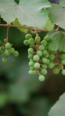 Dalda sallanan üzümlere yakın durun. Üzüm asmak. Üzüm yetiştiriciliği. Üzüm çiftliği. Dalda sallanan lezzetli yeşil üzüm demetleri. Üzüm. Seçici Konuya Odaklanma.