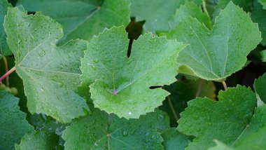 Ağaçtaki yeşil üzümler